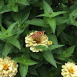 Meet your Posher, Ellen